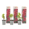 Aalbes - Set van 3 - Ribes rubrum - Hoogte 25-40cm - ⌀9cm