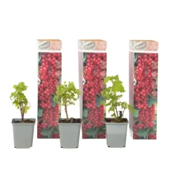 Aalbes - Set van 3 - Ribes rubrum - Hoogte 25-40cm - ⌀9cm