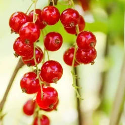 Aalbes - Set van 3 - Ribes rubrum - Hoogte 25-40cm - ⌀9cm