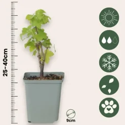 Aalbes - Set van 3 - Ribes rubrum - Hoogte 25-40cm - ⌀9cm