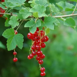 Aalbes - Set van 3 - Ribes rubrum - Hoogte 25-40cm - ⌀9cm