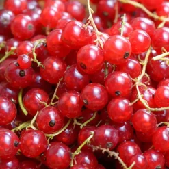 Aalbes - Set van 3 - Ribes rubrum - Hoogte 25-40cm - ⌀9cm