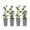Aalbes - Set van 4 - Ribes rubrum 'Jonkheer van Tets' - Hoogte 50-60cm - ⌀15cm