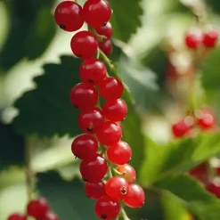 Aalbes - Set van 4 - Ribes rubrum 'Jonkheer van Tets' - Hoogte 50-60cm - ⌀15cm