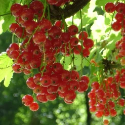 Aalbes - Set van 4 - Ribes rubrum 'Jonkheer van Tets' - Hoogte 50-60cm - ⌀15cm