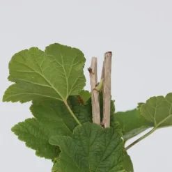 Aalbes - Set van 4 - Ribes rubrum 'Jonkheer van Tets' - Hoogte 50-60cm - ⌀15cm