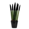 Afrikaanse Speerplant - Sansevieria cylindrica - Hoogte 20-40cm - Pot 9cm