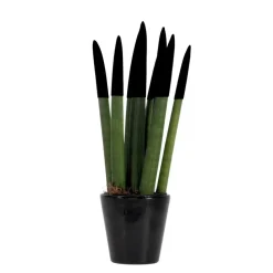 Afrikaanse Speerplant - Sansevieria cylindrica - Hoogte 20-40cm - Pot 9cm