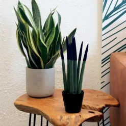 Afrikaanse Speerplant - Sansevieria cylindrica - Hoogte 20-40cm - Pot 9cm
