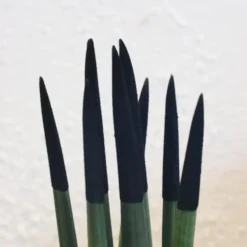 Afrikaanse Speerplant - Sansevieria cylindrica - Hoogte 20-40cm - Pot 9cm