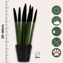 Afrikaanse Speerplant - Sansevieria cylindrica - Hoogte 20-40cm - Pot 9cm