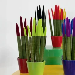 Afrikaanse Speerplant - Sansevieria cylindrica - Hoogte 20-40cm - Pot 9cm