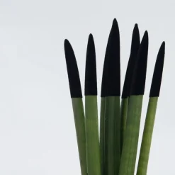 Afrikaanse Speerplant - Sansevieria cylindrica - Hoogte 20-40cm - Pot 9cm