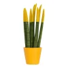 Afrikaanse Speerplant - Sansevieria cylindrica - Hoogte 20-40cm - Pot 9cm