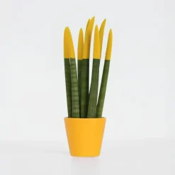 Afrikaanse Speerplant - Sansevieria cylindrica - Hoogte 20-40cm - Pot 9cm