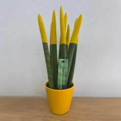 Afrikaanse Speerplant - Sansevieria cylindrica - Hoogte 20-40cm - Pot 9cm