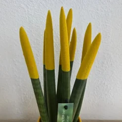 Afrikaanse Speerplant - Sansevieria cylindrica - Hoogte 20-40cm - Pot 9cm