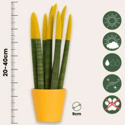 Afrikaanse Speerplant - Sansevieria cylindrica - Hoogte 20-40cm - Pot 9cm