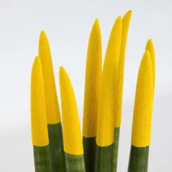 Afrikaanse Speerplant - Sansevieria cylindrica - Hoogte 20-40cm - Pot 9cm