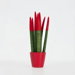 Afrikaanse Speerplant - Sansevieria cylindrica - Hoogte 20-40cm - Pot 9cm
