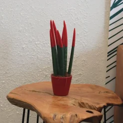 Afrikaanse Speerplant - Sansevieria cylindrica - Hoogte 20-40cm - Pot 9cm