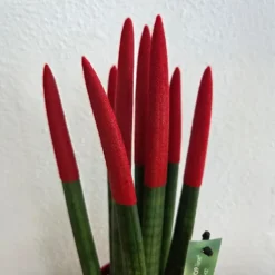 Afrikaanse Speerplant - Sansevieria cylindrica - Hoogte 20-40cm - Pot 9cm