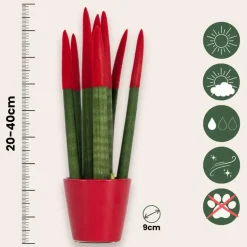 Afrikaanse Speerplant - Sansevieria cylindrica - Hoogte 20-40cm - Pot 9cm
