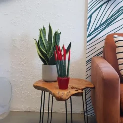 Afrikaanse Speerplant - Sansevieria cylindrica - Hoogte 20-40cm - Pot 9cm