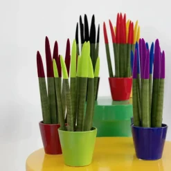 Afrikaanse Speerplant - Sansevieria cylindrica - Hoogte 20-40cm - Pot 9cm