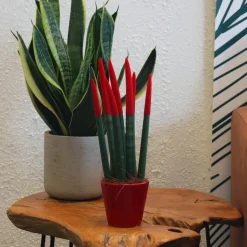 Afrikaanse Speerplant - Sansevieria cylindrica - Hoogte 20-40cm - Pot 9cm