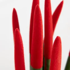 Afrikaanse Speerplant - Sansevieria cylindrica - Hoogte 20-40cm - Pot 9cm