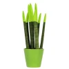 Afrikaanse Speerplant - Sansevieria cylindrica - Hoogte 20-40cm - Pot 9cm