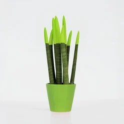 Afrikaanse Speerplant - Sansevieria cylindrica - Hoogte 20-40cm - Pot 9cm