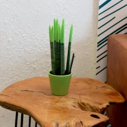Afrikaanse Speerplant - Sansevieria cylindrica - Hoogte 20-40cm - Pot 9cm