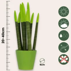 Afrikaanse Speerplant - Sansevieria cylindrica - Hoogte 20-40cm - Pot 9cm