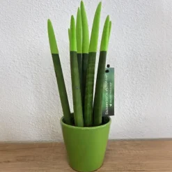 Afrikaanse Speerplant - Sansevieria cylindrica - Hoogte 20-40cm - Pot 9cm