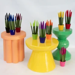 Afrikaanse Speerplant - Sansevieria cylindrica - Hoogte 20-40cm - Pot 9cm