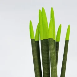 Afrikaanse Speerplant - Sansevieria cylindrica - Hoogte 20-40cm - Pot 9cm