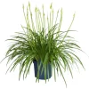 Agapanthus - Agapanthus 'Amourette Blue' - Hoogte 65 cm - ø23 cm