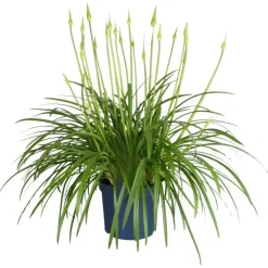 Agapanthus - Agapanthus 'Amourette Blue' - Hoogte 65 cm - ø23 cm