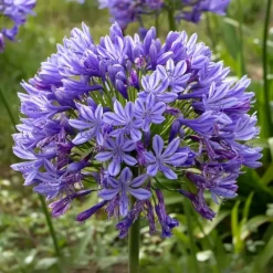 Agapanthus - Agapanthus 'Amourette Blue' - Hoogte 65 cm - ø23 cm