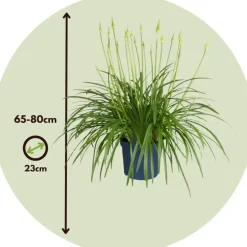 Agapanthus - Agapanthus 'Amourette Blue' - Hoogte 65 cm - ø23 cm