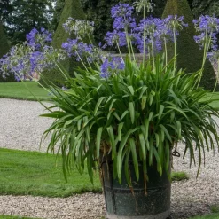 Agapanthus - Agapanthus 'Amourette Blue' - Hoogte 65 cm - ø23 cm
