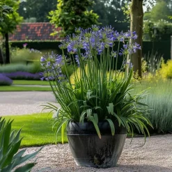 Agapanthus - Agapanthus 'Amourette Blue' - Hoogte 65 cm - ø23 cm