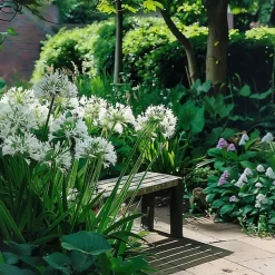 Agapanthus - Agapanthus 'Amourette Blue' - Hoogte 65 cm - ø23 cm