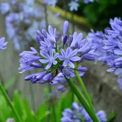 Agapanthus - Agapanthus 'Amourette Blue' - Hoogte 65 cm - ø23 cm