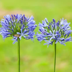 Agapanthus - Agapanthus 'Amourette Blue' - Hoogte 65 cm - ø23 cm