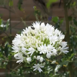 Agapanthus - Agapanthus 'Amourette Blue' - Hoogte 65 cm - ø23 cm