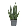 Aloë vera - Aloe barbadensis - Hoogte 25-40cm - ⌀10,5cm