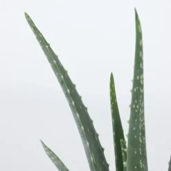 Aloë vera - Aloe barbadensis - Hoogte 25-40cm - ⌀10,5cm